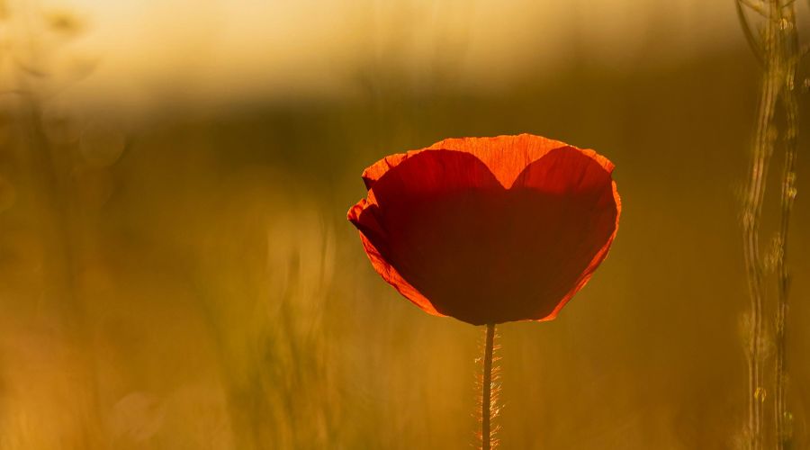 Psychologue, Thérapie Comportementale Brève, Ferney-Voltaire Pays de Gex 2 psychologue psychothérapie comportementale thérapie brève psychothérapeute Ferney-Voltaire Pays de Gex Divonne-les-Bains Saint-Genis Pouilly Prévessin-Moëns