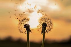 Psychologue Sexologue, Addiction et Blocage Sexuel, à Ferney-Voltaire, Pays de Gex 2 addiction dépendance pornographie sexologue psychologue sexothérapie Ferney-Voltaire Pays de Gex